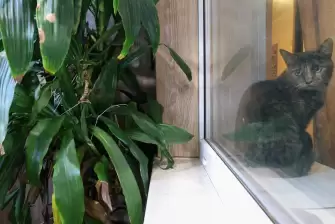 Отделка ламинатом балкона под оранжерею