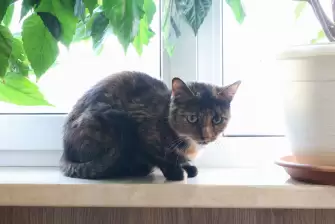 Отделка ламинатом балкона под оранжерею