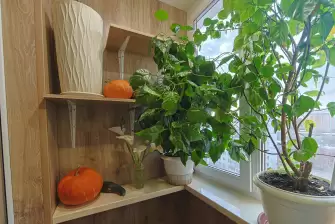 Отделка ламинатом балкона под оранжерею